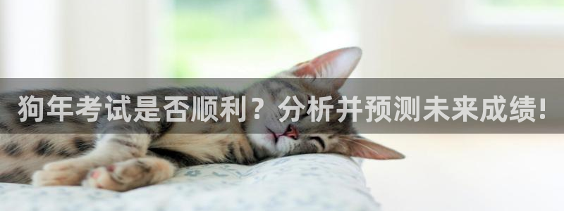 永盈welcome2代理注册：狗年考试是否顺利？分析并预测未来成绩!